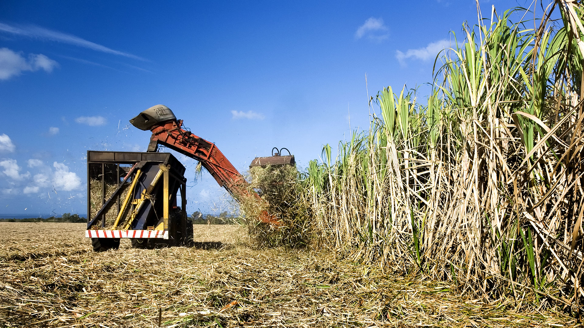 Сахарный тростник производство. Куба промышленность сахарного тростника завод. Австралия сельское хозяйство сахарный тростник. Завод тростника сахар. Зерновые сахарный тростник Австралия.
